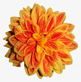 Dahlia Flower Png Image - Orange Dahlia Flower Png, Transparent Png, Free Download
