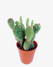 Bunny Ears Cactus Info, HD Png Download, Free Download