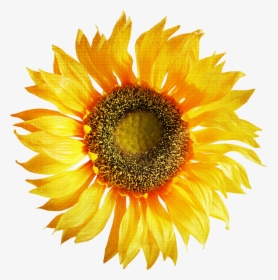 Sunflower Png - Sunflower Images Hd Png, Transparent Png, Free Download
