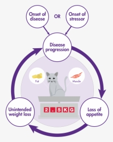 Disease Progression And Lack Of Appetite Cycle In Cats - Domestic Short-haired Cat, HD Png Download, Free Download
