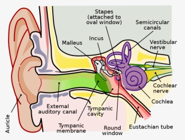 Anatomy Of The Human Ear, HD Png Download, Free Download