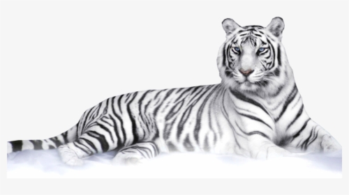 Transparent White Tiger Png - White Tiger Png, Png Download, Free Download