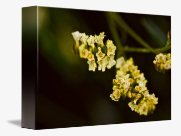 Clip Art Little Yellow Flowers - Alyssum, HD Png Download, Free Download