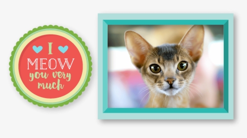 Abyssinian Cat - Cloyes, HD Png Download, Free Download