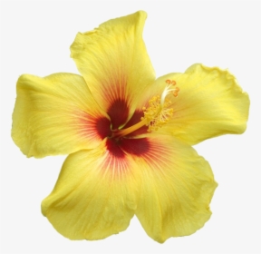 Big Yellow Flowers Png , Png Download - Yellow Flowers With Big Petals, Transparent Png, Free Download