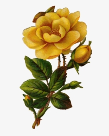 Vintage Yellow Roses Clip Art, HD Png Download, Free Download