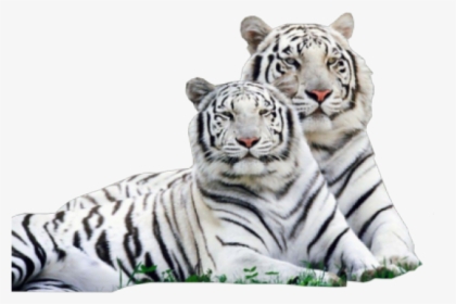 White Tiger Png Transparent Images - Royal Bengal Tiger White, Png Download, Free Download