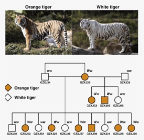 Information About Orange Tiger &white Tiger - White Tiger In Nilgiri, HD Png Download, Free Download