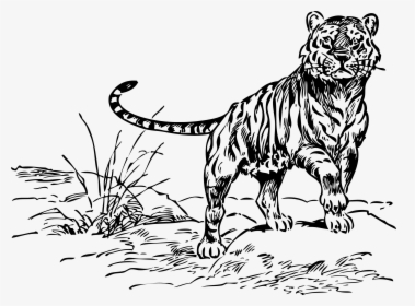 Tiger Black And White Black And White Tiger Clipart - Tiger In The Jungle Clipart Black And White, HD Png Download, Free Download