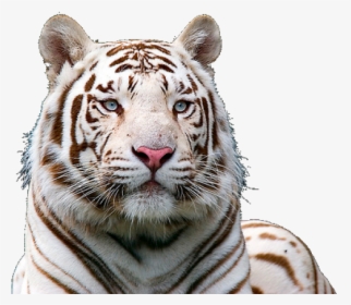 White Tiger Png Transparent Images - White Tiger Png Hd, Png Download, Free Download