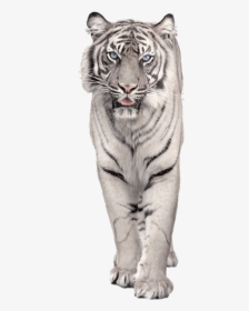 Transparent White Tiger Png, Png Download, Free Download