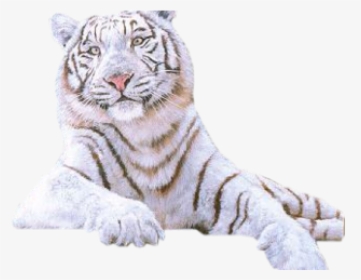 White Tiger Png Transparent Images - White Siberian Tiger Png, Png Download, Free Download