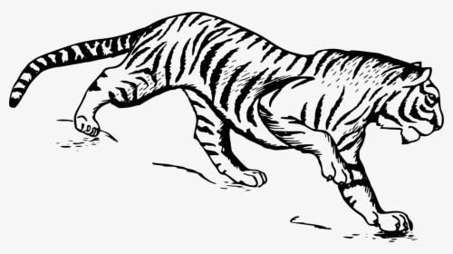 Free Stock Photo Illustration - Tiger Drawing, HD Png Download, Free Download