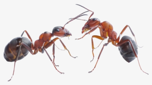 Download Ant Png Pic For Designing Use - Png Ant, Transparent Png, Free Download