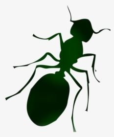 Transparent Ant Silhouette, Ant Png Image - Clip Art Of Ant, Png Download, Free Download