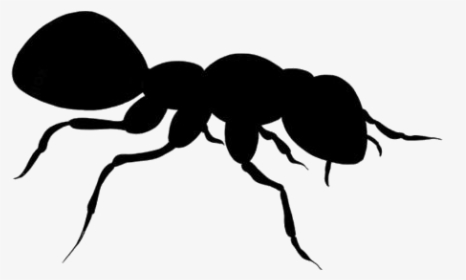 Black Ant Png Transparent Background - Carpenter Ant, Png Download, Free Download
