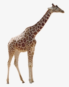 Real Giraffe Png - Peppa Pig Height Meme, Transparent Png, Free Download