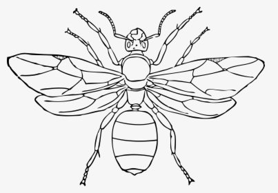 Queen Ant Clip Arts - Queen Ant Drawing, HD Png Download, Free Download