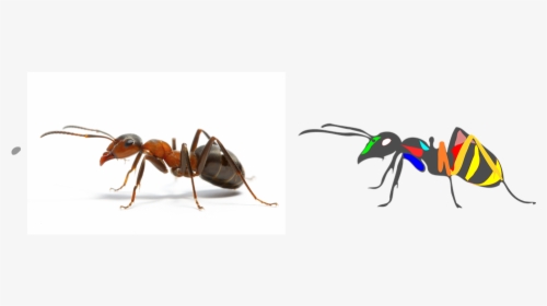 Ant Vector Art, Vector Ant Art, 2d Vector Art Of Ant - Carpenter Ant, HD Png Download, Free Download