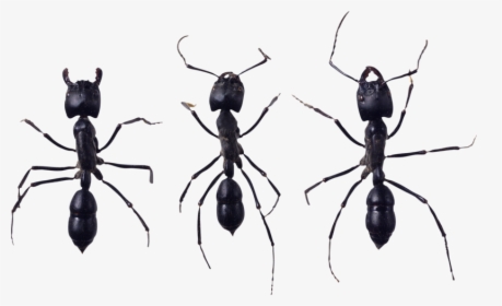 Ant Png, Download Png Image With Transparent Background, - Муравьи Пнг, Png Download, Free Download