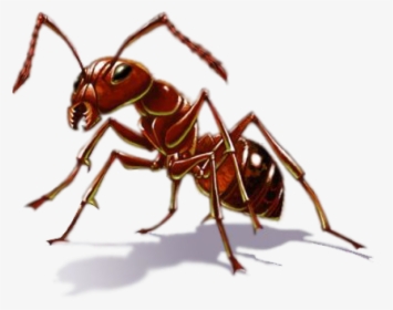 Ant Png, Transparent Png, Free Download
