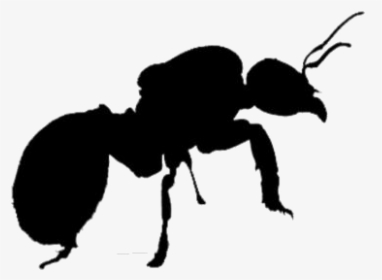 Queen Ant Png Transparent Images - Silhouette, Png Download, Free Download