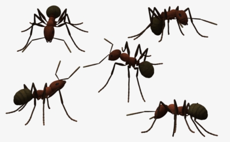 Transparent Ant Clear Png Library Download - Ants Png, Png Download, Free Download