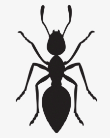 Ant Vector, HD Png Download, Free Download