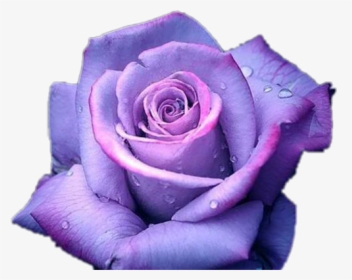 #purple #rose #anna Wolfje#freetoedit - Transparent Background Purple Rose Png, Png Download, Free Download