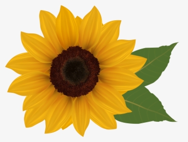 Sunflower Png Image - Transparent Background Sunflower Clipart, Png Download, Free Download