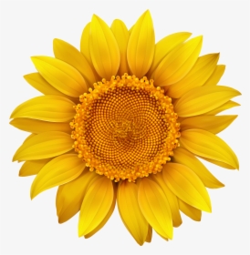 Sunflower Transparent Hi Res - Transparent Background Sunflower Clipart, HD Png Download, Free Download