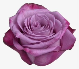 Purple Rose, HD Png Download, Free Download