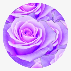 #purple #rose #circle #aesthetic - Aesthetic Purple Rose Png, Transparent Png, Free Download