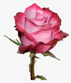 Clip Art Roses Pruple Cool Water - Rose, HD Png Download, Free Download