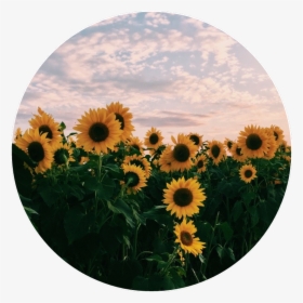 Transparent Field Of Flowers Png - Aesthetic Pics Of Sunflowers, Png Download, Free Download