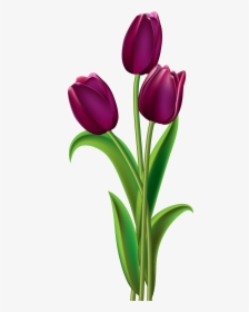 Purple Rose Clipart Australia - Transparent Tulip Png, Png Download, Free Download