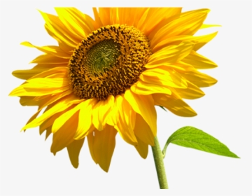Sunflowers Png Transparent Images - Palliative Care, Png Download, Free Download