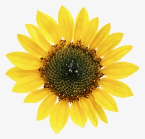 Common Sunflower Petal Sunflower Seed - Types Of Oil Crops, HD Png Download, Free Download