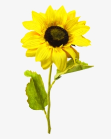 Sunflowers Png One, Transparent Png, Free Download