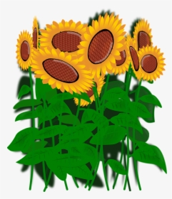 Transparent Sunflowers Png - Подсолнухи Вектор Пнг, Png Download, Free Download