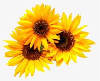 Sunflower Commercial Use Resource Upgrade To Premium - Transparent Background Sunflower Clipart, HD Png Download, Free Download