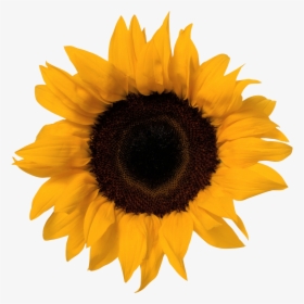 Sunflower Png Image - Concept Mapping On Nouns, Transparent Png, Free Download