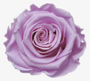 Purple Rose Png, Transparent Png, Free Download