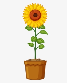 Life Cycle Of Sunflower Plant, HD Png Download, Free Download