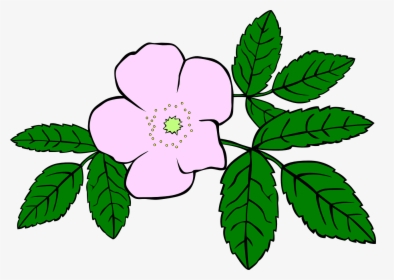 Prickly Wild Rose Drawing, HD Png Download, Free Download