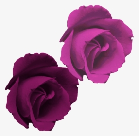#mq #purple #rose #roses #flowers - Rosa Morada Png, Transparent Png, Free Download