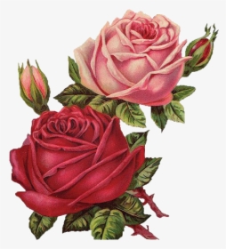 #rosas #roses #drawing #draw #dibujo #tumblr #aesthetic - Vintage Roses Png, Transparent Png, Free Download