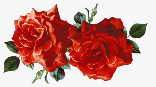 #tumblr #aesthetic #rosas - Red Flowers Aesthetic Png, Transparent Png, Free Download
