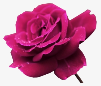 Rosa, For Computer Image - Imagenes Ultra 4k Flowers, HD Png Download, Free Download