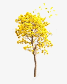 Transparent Yellow Tree Png - Yellow Autumn Tree Png, Png Download, Free Download